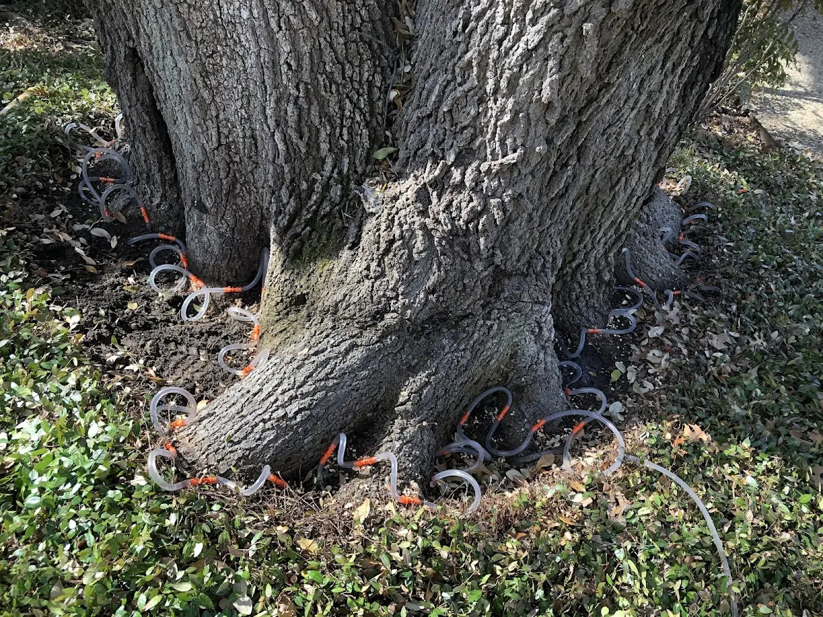Detailed Tree Cabling and Bracing job site in Drummond Island