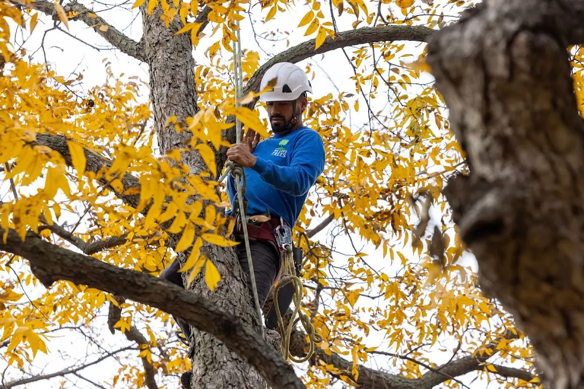 Skilled Storm Damage Cleanup crew working in Drummond Island